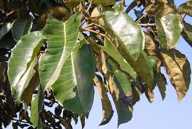 Image result for Ficus trichopoda