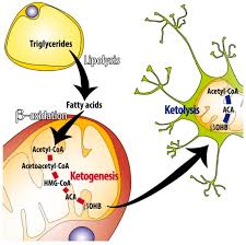 This article dives into the history of the keto diet, explains far from a fad diet, the ketogenic diet, a.k.a the keto diet, is proving that it is here to stay. Nutrients Free Full Text Ketogenic Diet A New Light Shining On Old But Gold Biochemistry Html