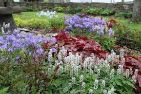 Image result for Heuchera `Swirling Fantasy`