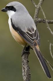 Black Bird With Long Tail India Long Tailed Shrike Lanius Schach Caniceps Southern India Photo N A Naseer Bird Colorful Birds Birds