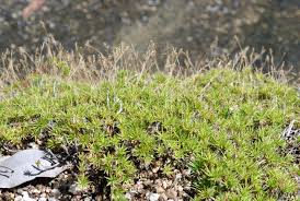 Image result for Urochloa subulifolia