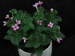 Maybe you would like to learn more about one of these? Bouvardia Cv