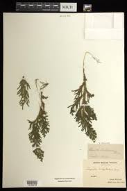 Image result for Selaginella cathedrifolia