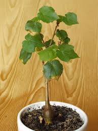 Image result for Sterculia africana