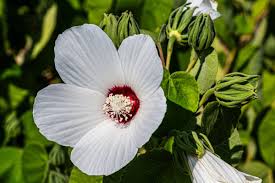 Image result for Hibiscus ludwigii