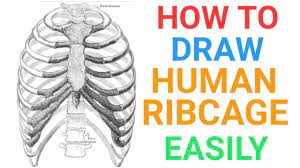 Maybe you would like to learn more about one of these? How To Draw Human Ribcage Easily For Exams Human Ribs Skeleton System Bones Ncert Youtube