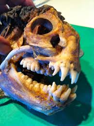 Wolf Eel Skull Wolf Eel Animal Bones Vintage Fishing Lures