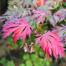 A superb old japanese maple. Japanese Maple Care Tips And Pruning Mygarden Com