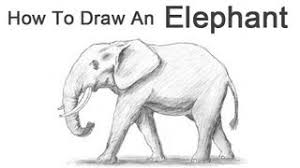 We're going to draw the final lines now. How To Draw An African Elephant Video Step By Step Pictures