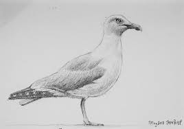 Drawing words writing pictures volume 1. Seagull Drawing John Philip