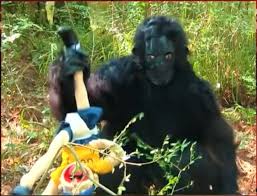 Harambe Supermariologan Wiki Fandom
