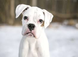 6 best supplements for boxers. Pin On Web Pixer