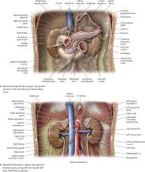It is extremely important because every cell in the body depends on the hormones the thyroid. Internal Organs Atlas Of Anatomy
