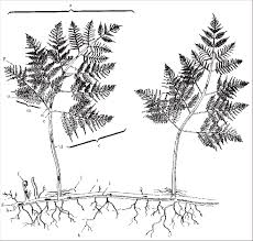 Image result for Pteridium