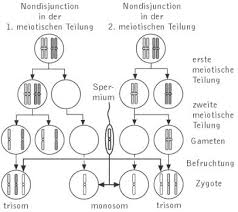 Non Disjunction Kompaktlexikon Der Biologie