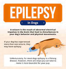 Epilepsy In Dogs Signs Symptoms Treatment Canna Pet