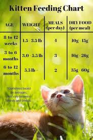 kitten feeding chart for kittens on a dry food schedule