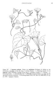Image result for Ipomoea linosepala