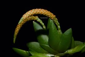 Image result for Oberonia