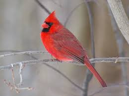 Tickets on sale today and selling fast, secure your seats now. Northern Cardinal Cardinalis Cardinalis Inaturalist Nz