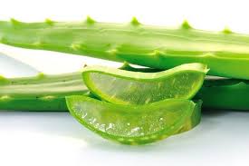 Daun lidah buaya tersebut mengandung gel yang sangat bermanfaat, terkhususnya khasiat lidah buaya untuk kesehatan, kulit, dan rambut. 10 Manfaat Lidah Buaya Yang Jarang Diketahui Halaman All Kompas Com