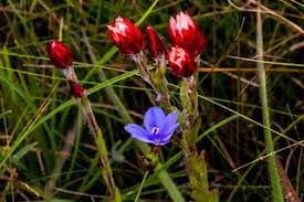 Image result for Aristea abyssinica
