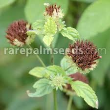Image result for Achyrospermum aethiopicum