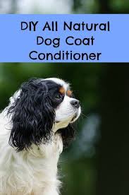 Best Dog Coat Conditioner Paws Right Here Dog Conditioner Diy Dog Shampoo Homemade Dog Shampoo
