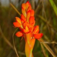 Image result for Disa polygonoides