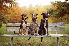 Our board & train program will help instill basic manners like house training, crate training. Puppy Programs The Structured Canine