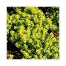 It also grows bright yellow flowers. Buy Sedum Angelina Golden Plants Online At Lowest Price