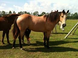 Sorry to all the interested buyers. Buckskin Horses Buttermilk Buckskin Quarter Horse Mare For Sale In Church Point Horses Quarter Horse Buckskin Horse