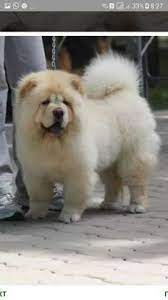 Border collie puppies for sale in pakistan. Import Other Breeds For Sale In Islamabad Olx Com Pk Chow Chow Breed Dog Breed Information Pictures Chow Chow Dogs Aggressive Dog Breeds Chow Chow Dog Price