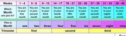 When Does 2nd Trimester Begin The Bump
