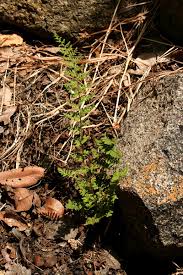 Image result for Cheilanthes hirta