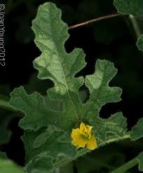 Image result for Cucumis zeyheri