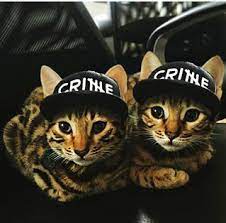 We did not find results for: Crimecats Apecrime Apecrime Bengal Katzchen Katzenbabys