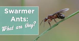 Flying ants and termites appear to look alike from an outward perspective. Swarmer Ants Identify Winged Termites Vs Flying Ants