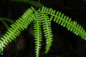 Image result for Pteris linearis