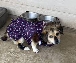 Prices start at $295 for pets under 100 lbs, $345 for pets 100 lbs + (refunds are not available)*. Putting My Dog To Sleep Mobile Pet Cat Euthanasia At Home San Antonio Gentle Pet Passages