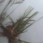 Image result for Eragrostis tenuifolia