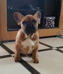 Check spelling or type a new query. French Bulldog Puppy For Sale In Tryon Nc Adn 61796 On Puppyfinder Com Gender Male Age 3 Months Old French Bulldog French Bulldog Puppies For Sale Bulldog
