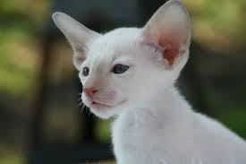We'll review the issue and make a decision about a partial or a full refund. Flame Point Siamese Kitten Everything You Need To Know