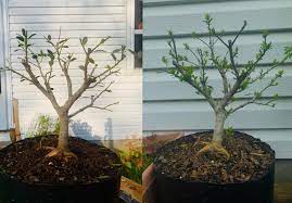 This natural based formula provides a rich source of organic Me To Me That S What They Mean By Back Budding I Guess There S Nothing Like First Hand Experience Bonsai