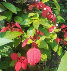 Image result for Mussaenda rivularis
