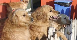 Beautiful true golden retriever pups male and females beautiful color pups are very sweet and playful crate and doggy door trained, shots,d worm,vitamins and female golden retriever puppy for sale. Stray Golden Retrievers From Turkey Find New Life In U S Cbs News