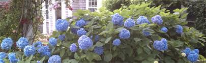 Flower delivery, manchester, hillsborough county, new hampshire, united states. Trees Shrubs Demers Garden Center