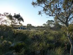 Image result for Phylica emirnensis