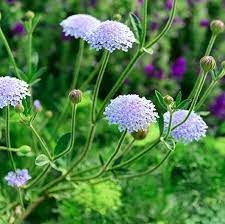 Trachymene Coerulea Blue Lace Flower Flowers Plants Winter Plants