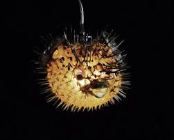 5 6 Hanging Light Puffer Fish Real Blowfish Lamp Taxidermy Animal Pendant Lighting Tiki Bar Nautical Decor Lighting Hanging Lights Skull Light Fish Lamp